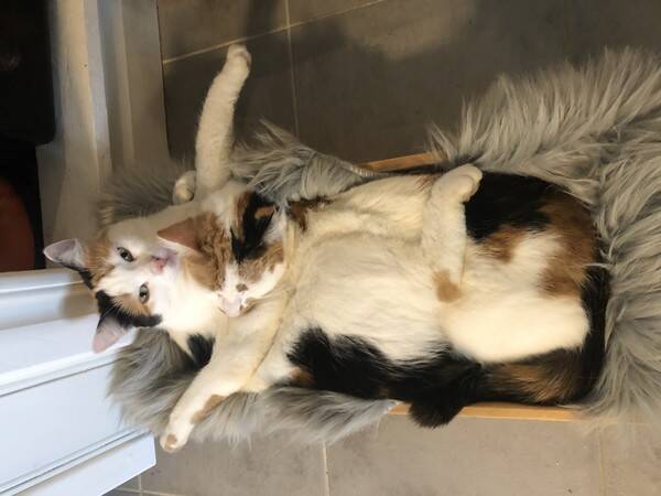 Katt - 2 katter. Fdda juni 2020