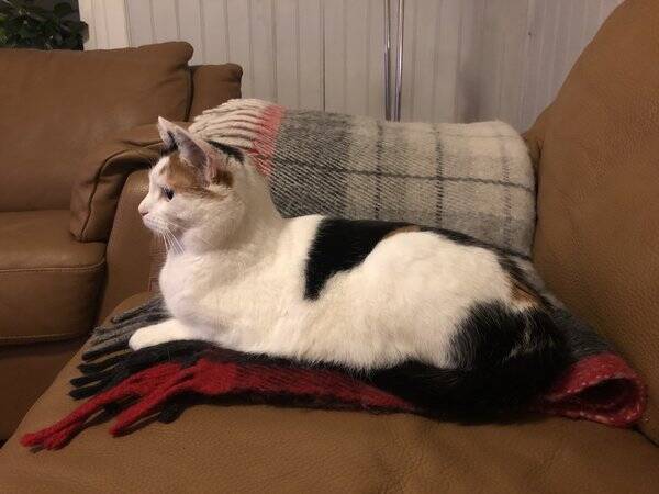 Katt - 2 katter. Fdda juni 2020