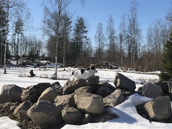 Katt - 2 katter. Fdda juni 2020