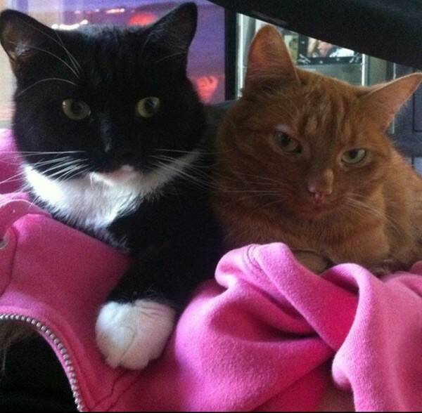 Katt Katt