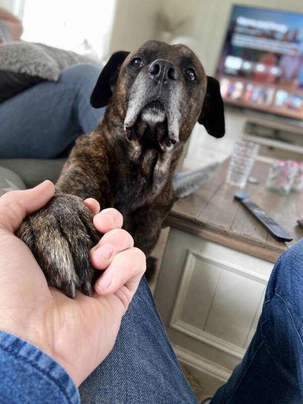 Hund - Cane corso