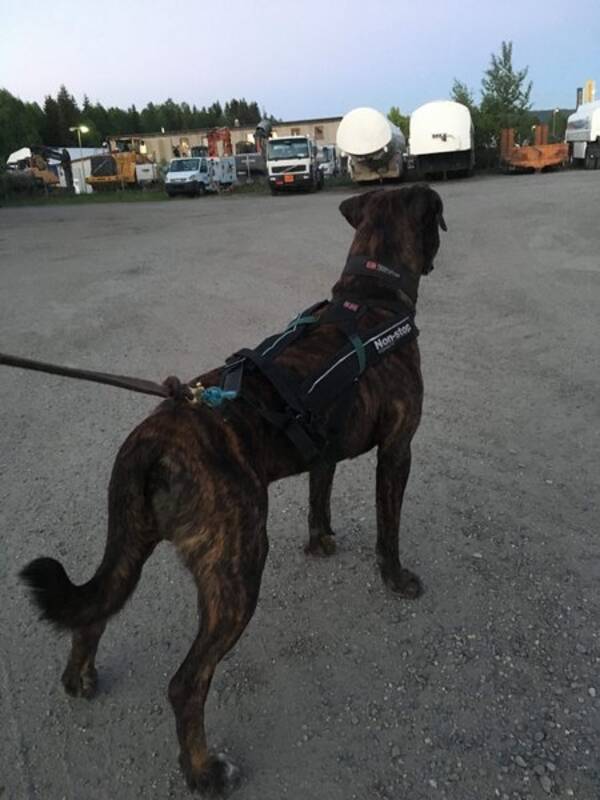 Hund - Cane corso