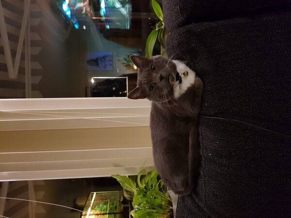 Katt Katt
