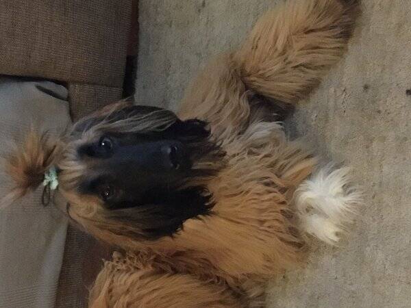 Hund - Afganhund Heli