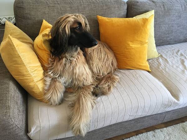 Hund - Afganhund Hera