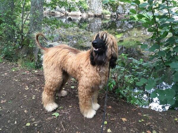Hund - Afganhund Hera