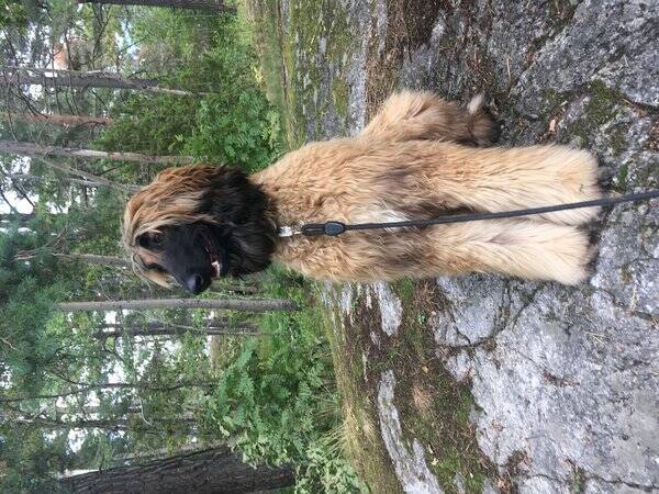 Hund - Afganhund Hera