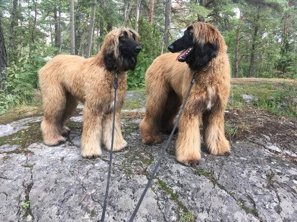 Hund - Afganhund Heli
