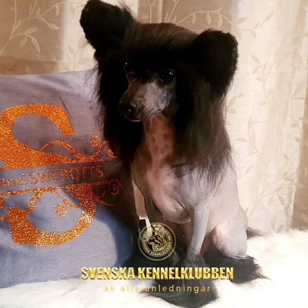 Hund - Chinese crested tik