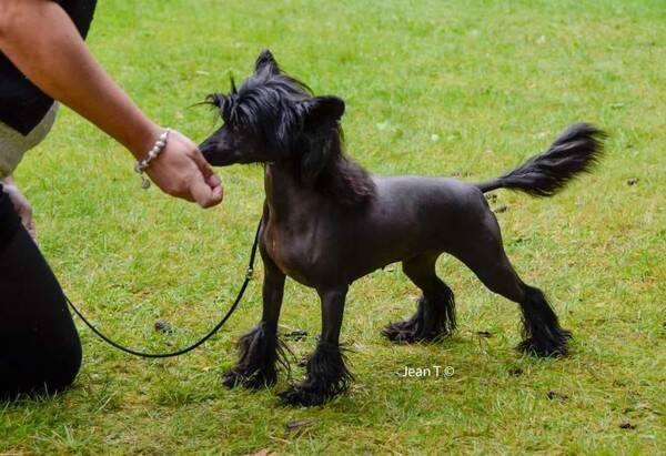 Hund - Chinese crested tik