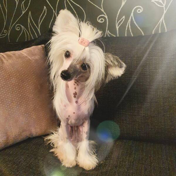 Hund - Chinese crested tik, liten
