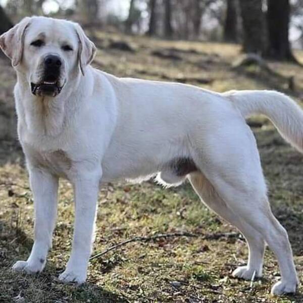 Hund - Labradoren   Mozart