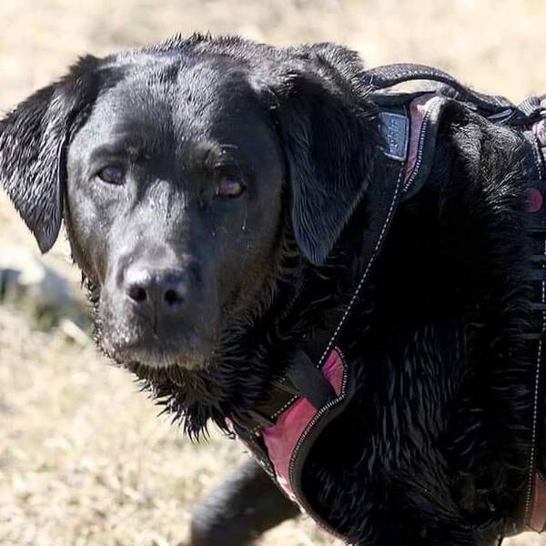 Hund - Labradoren  Tess( Contessa)