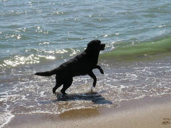 Hund - Labradoren  Tess( Contessa)