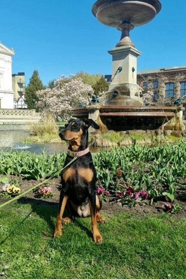 Hund - Pinscher Candy