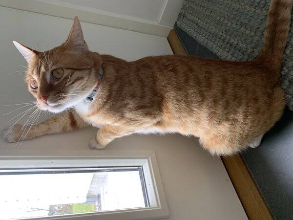 Katt - Marley
