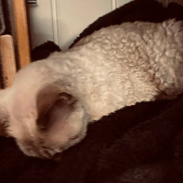 Katt - Katt Kira