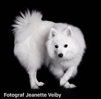 Japansk spisshund Missi