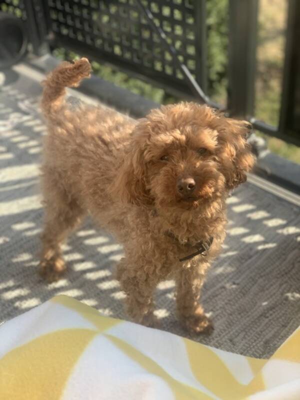 Hund - Billy the puddel Hund - Billy the puddel