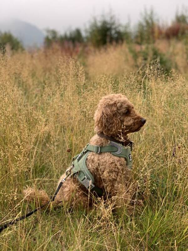 Hund - Billy the puddel Hund - Billy the puddel