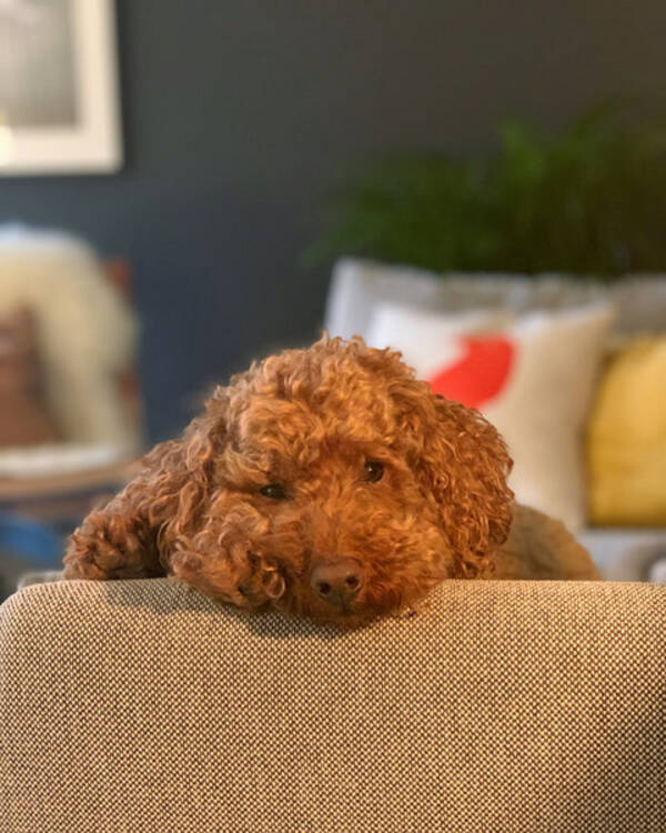 Hund - Billy the puddel Hund - Billy the puddel