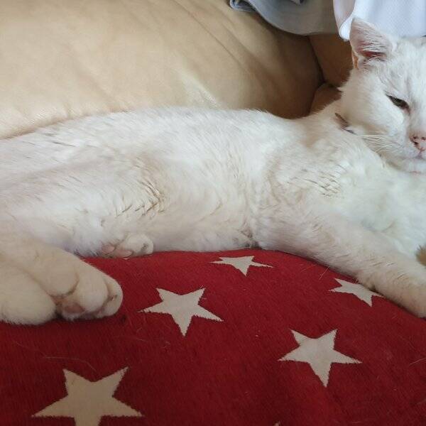 Katt