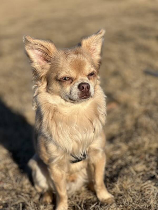 Hund - Chihuahua Blaze
