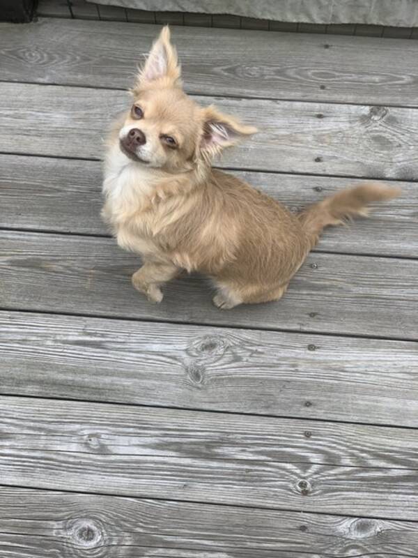 Hund - Chihuahua Blaze