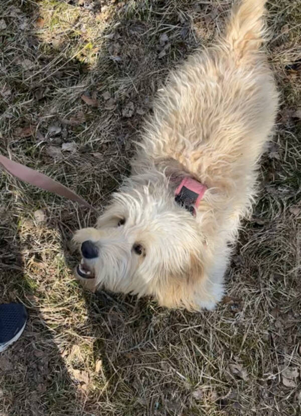 Hund - Golden-doodle- Saga 