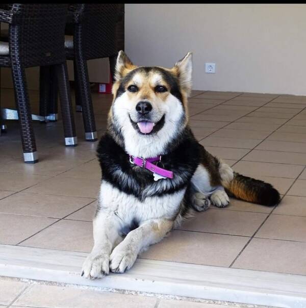 Hund