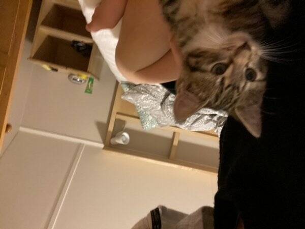 Katt
