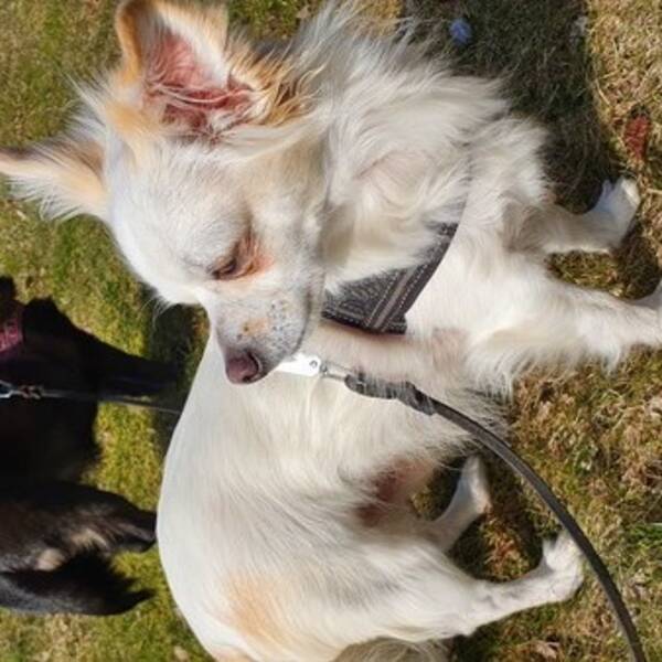 Hund - Petit brabancon och chihuahua  Hund - Petit brabancon och chihuahua