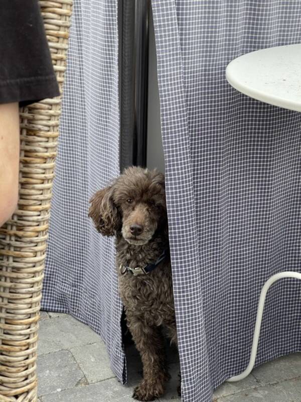 Hund