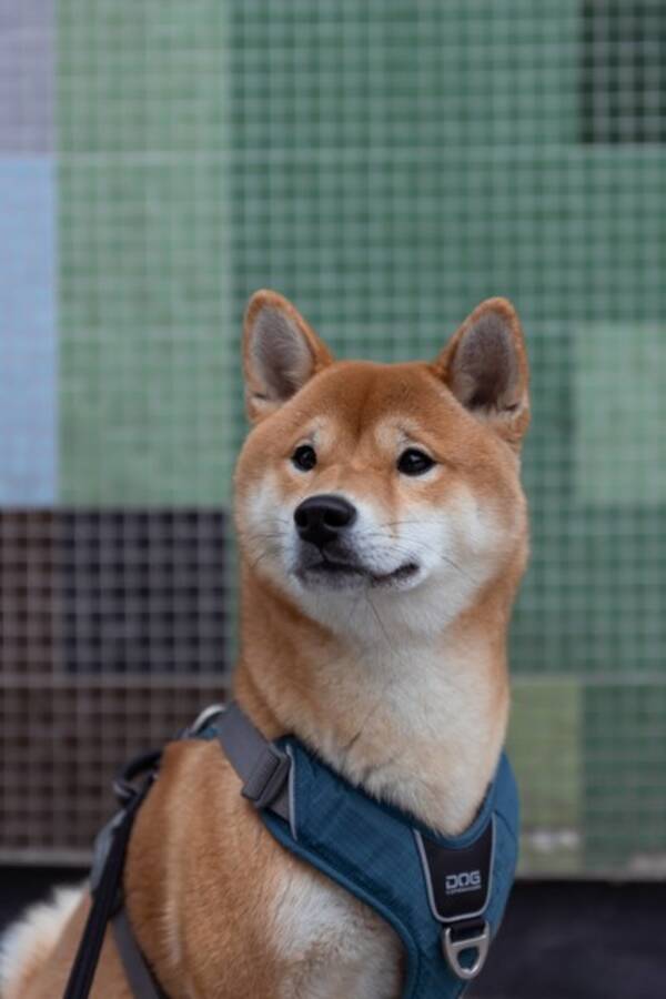 Hund - Yojimbo