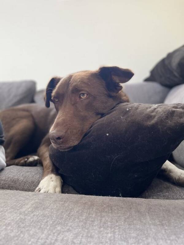 Hund - Blandrasen Loke