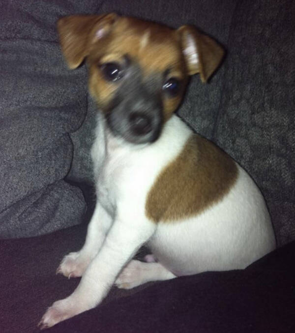 Hund - Blandrasen Peps 