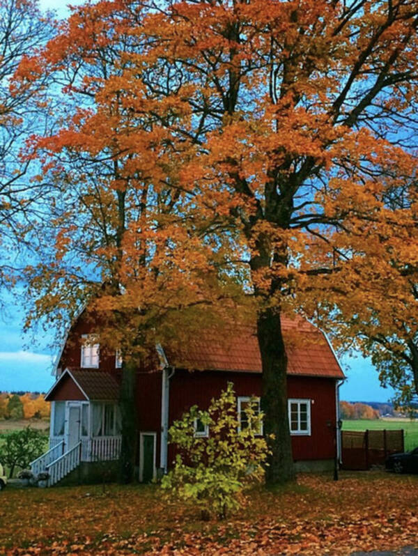 Hus - Höst vid huset i Eskilstuna 