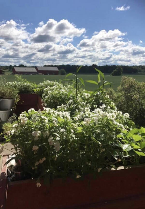 Hus - Somnar vid huset