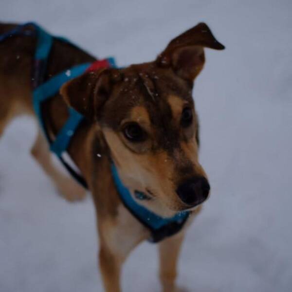 Hund - Alaskan Husky