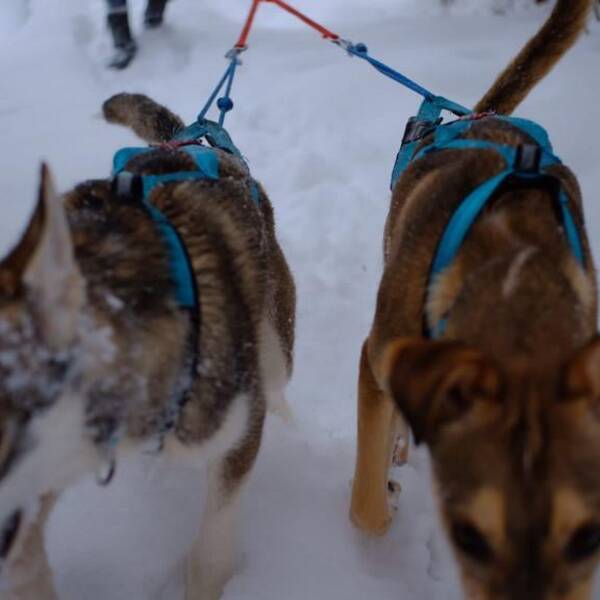 Hund - Alaskan Husky