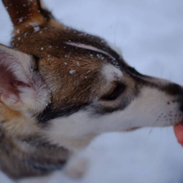 Hund - Alaskan Husky