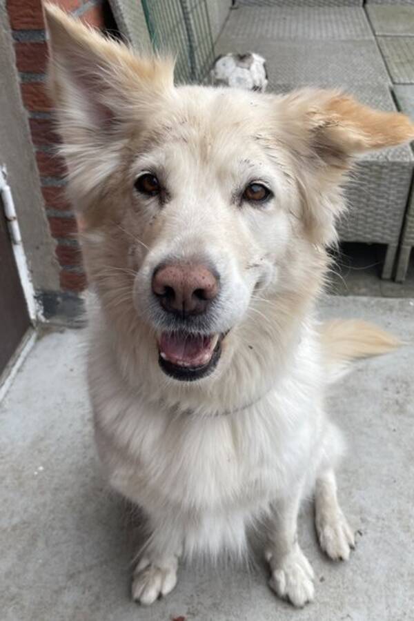 Hund