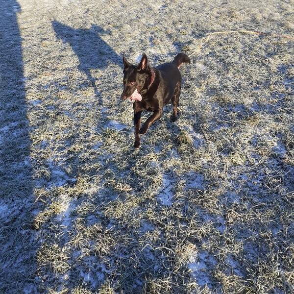 Hund - Ryska prinsessan Muffins