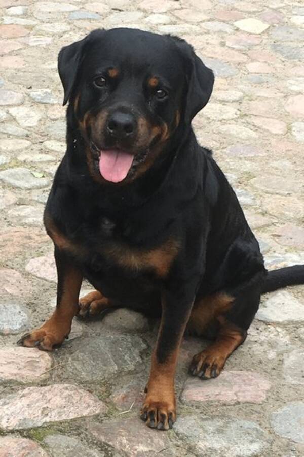 Hund