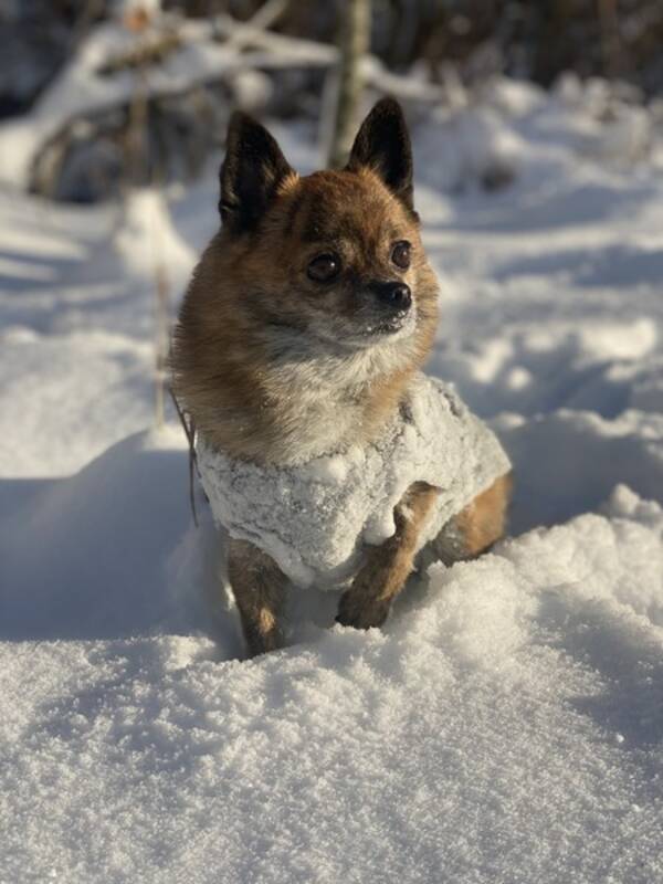 Hund - Woody Hund - Woody