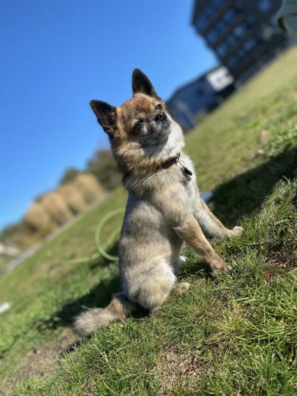 Hund - Woody Hund - Woody