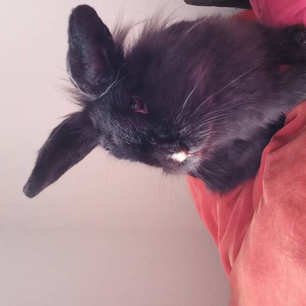 Övrigt - Kaninen Momo