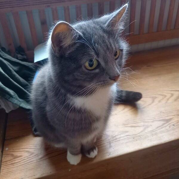 Övrigt - Kaninen Momo