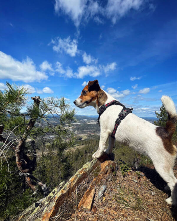 Hund - Jack russele