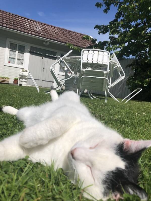 Katt - Bondkatten Chess